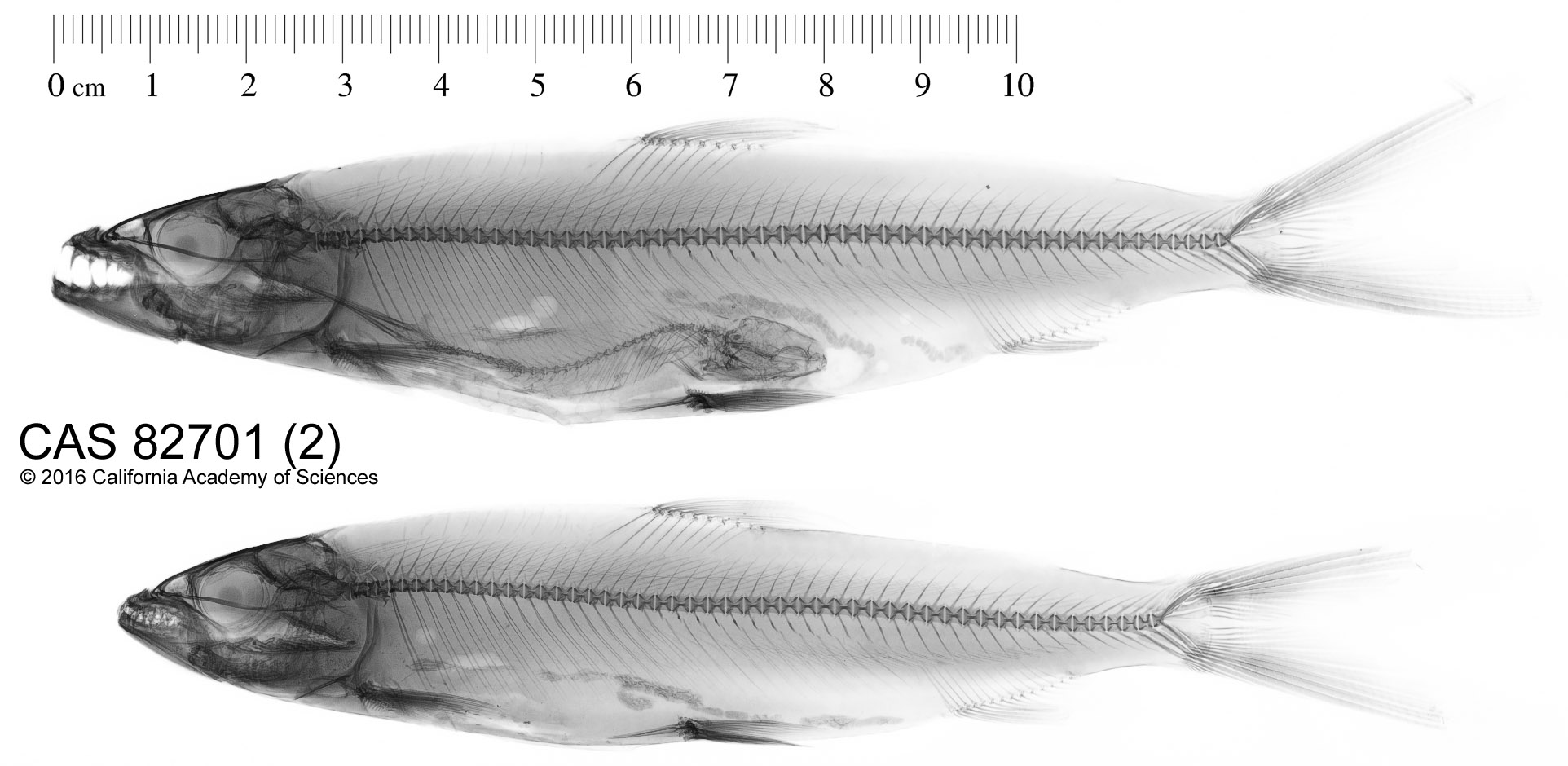 Alestiidae image