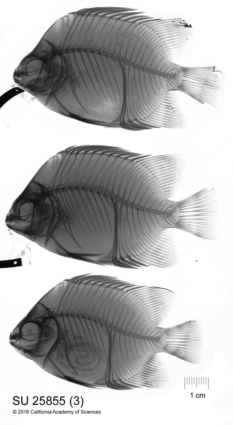 Scatophagus argus image