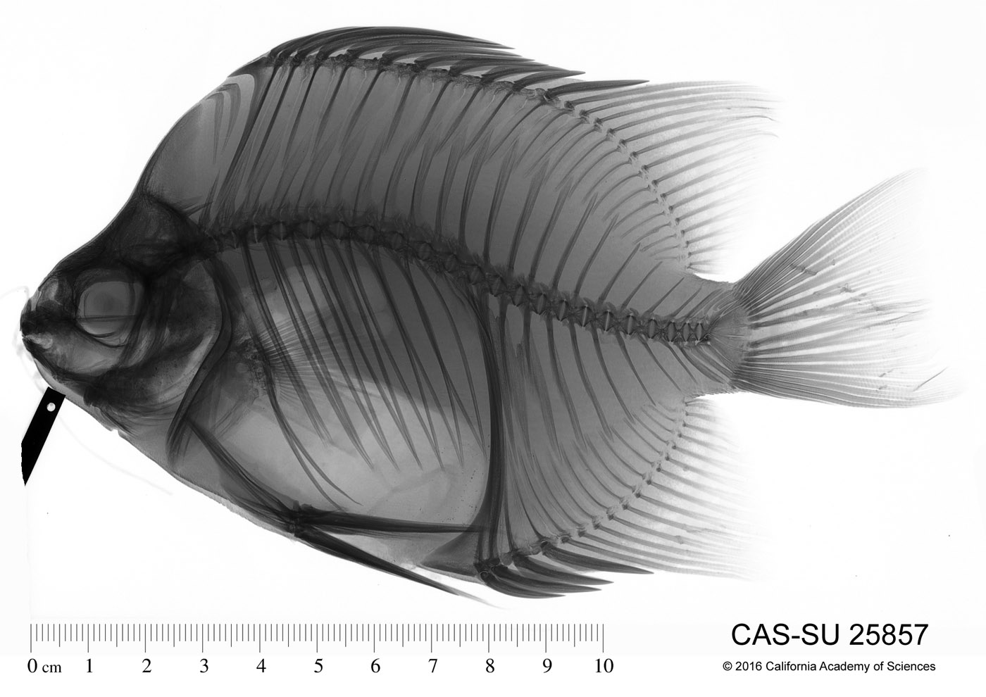 Scatophagus image