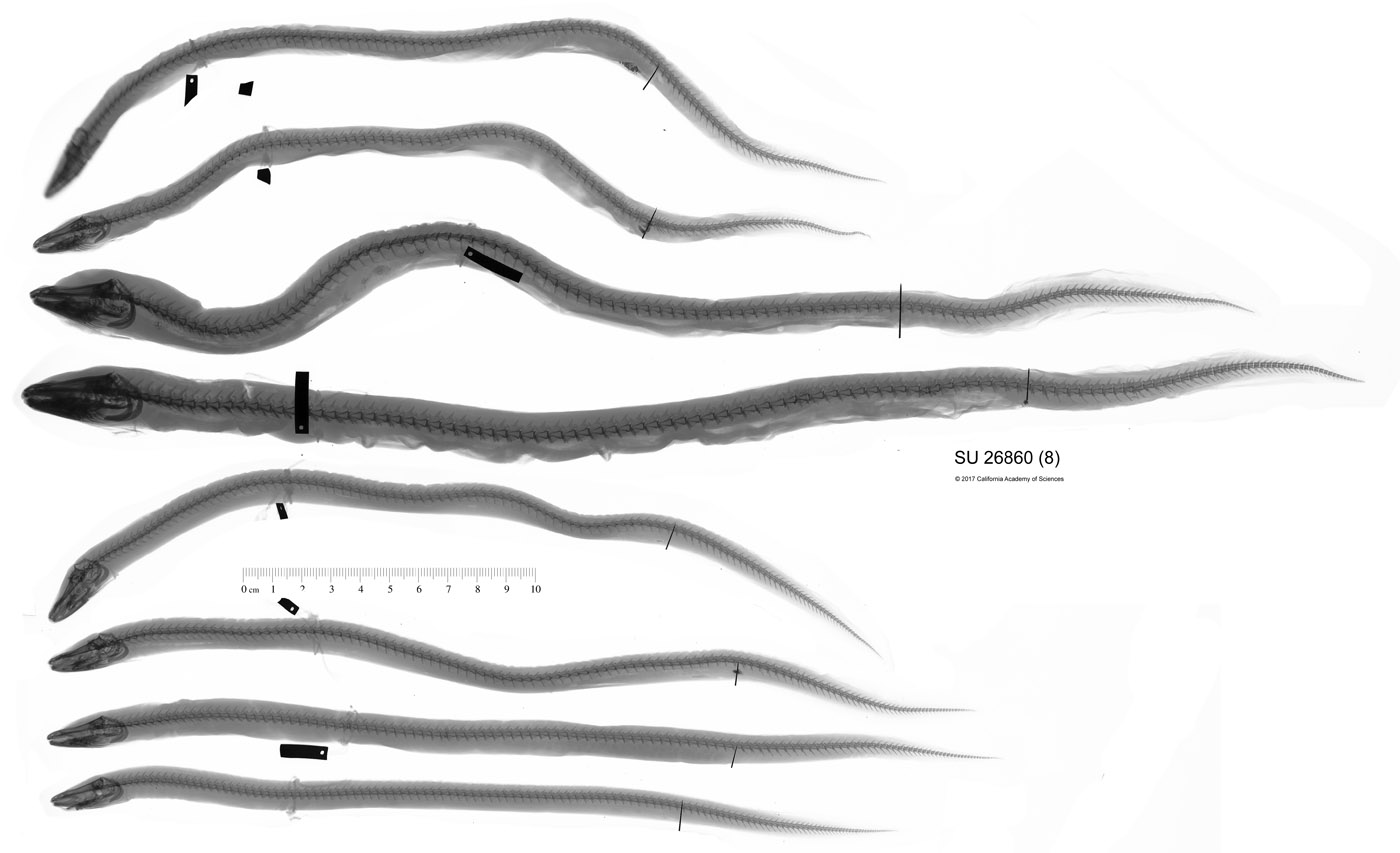 Ophisternon bengalense image