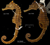 Image of Hippocampus breviceps