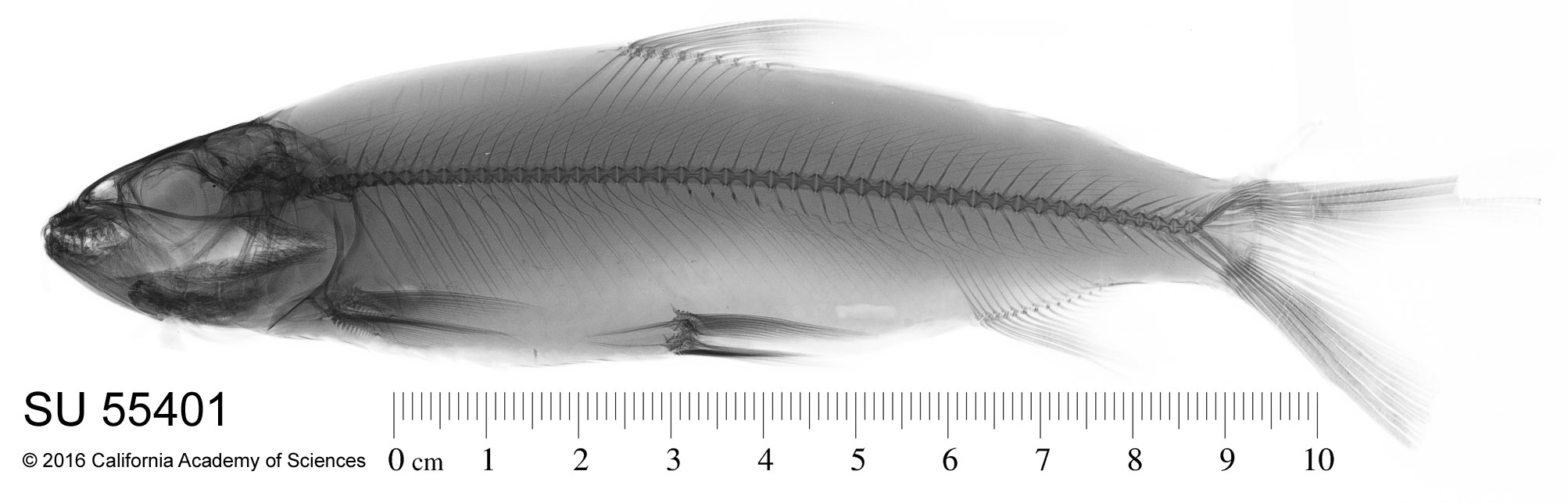Hydrocynus image