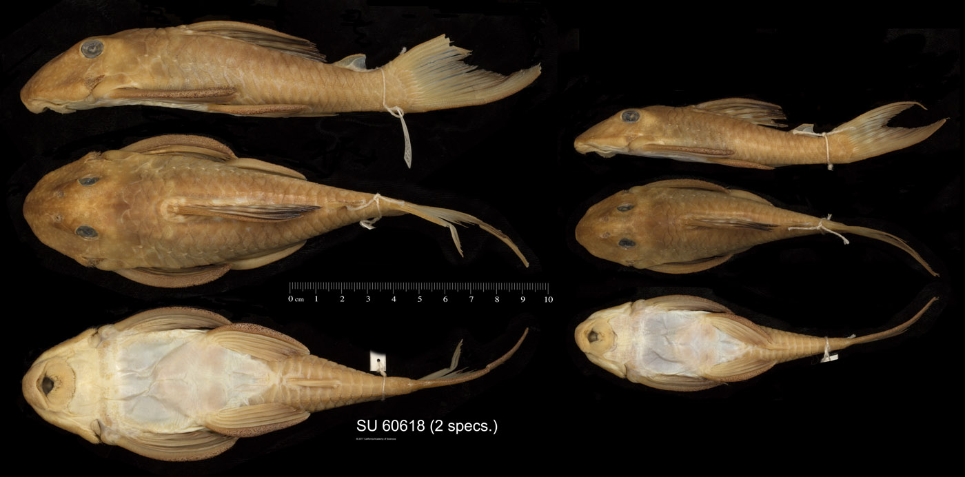 Hypancistrus image