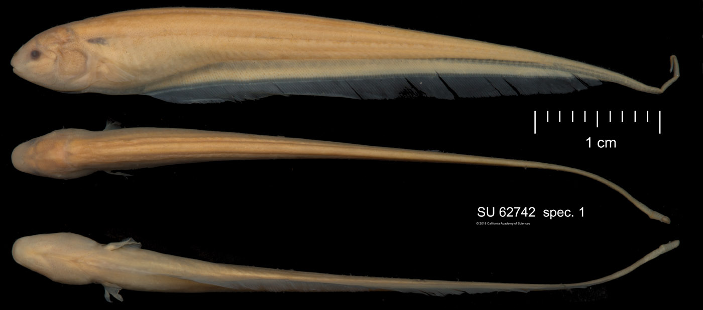 Brachyhypopomus pinnicaudatus image