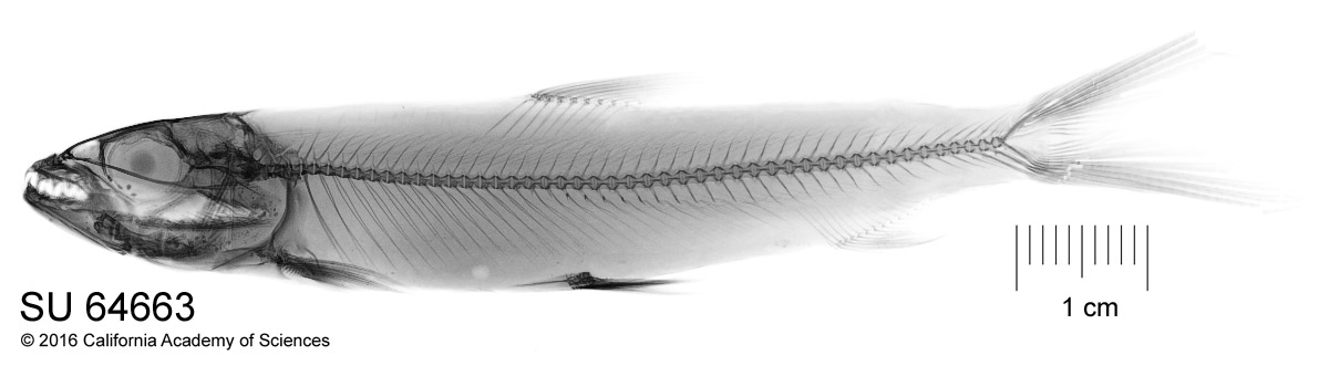 Hydrocynus forskahlii image