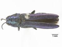 Agrilus ineptus image