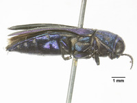 Agrilus ineptus image