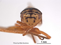 Oncopsis californicus image
