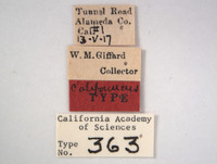 Oncopsis californicus image