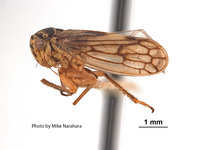 Oncopsis californicus image