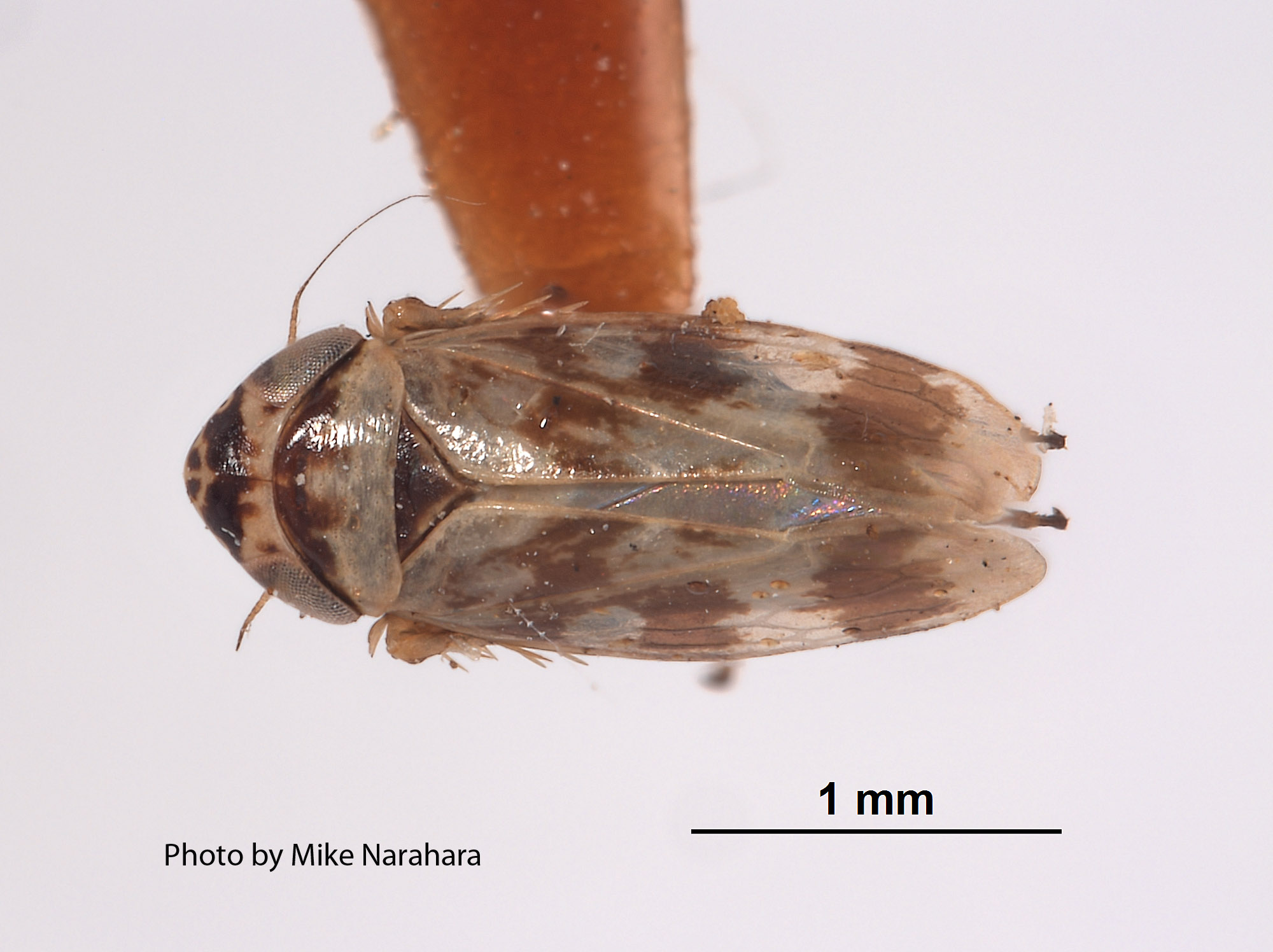 Acucephalus giffardi image