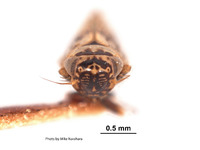 Acucephalus giffardi image