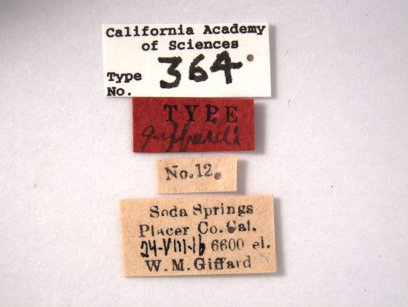 Acucephalus giffardi image