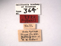 Acucephalus giffardi image