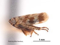 Acucephalus giffardi image