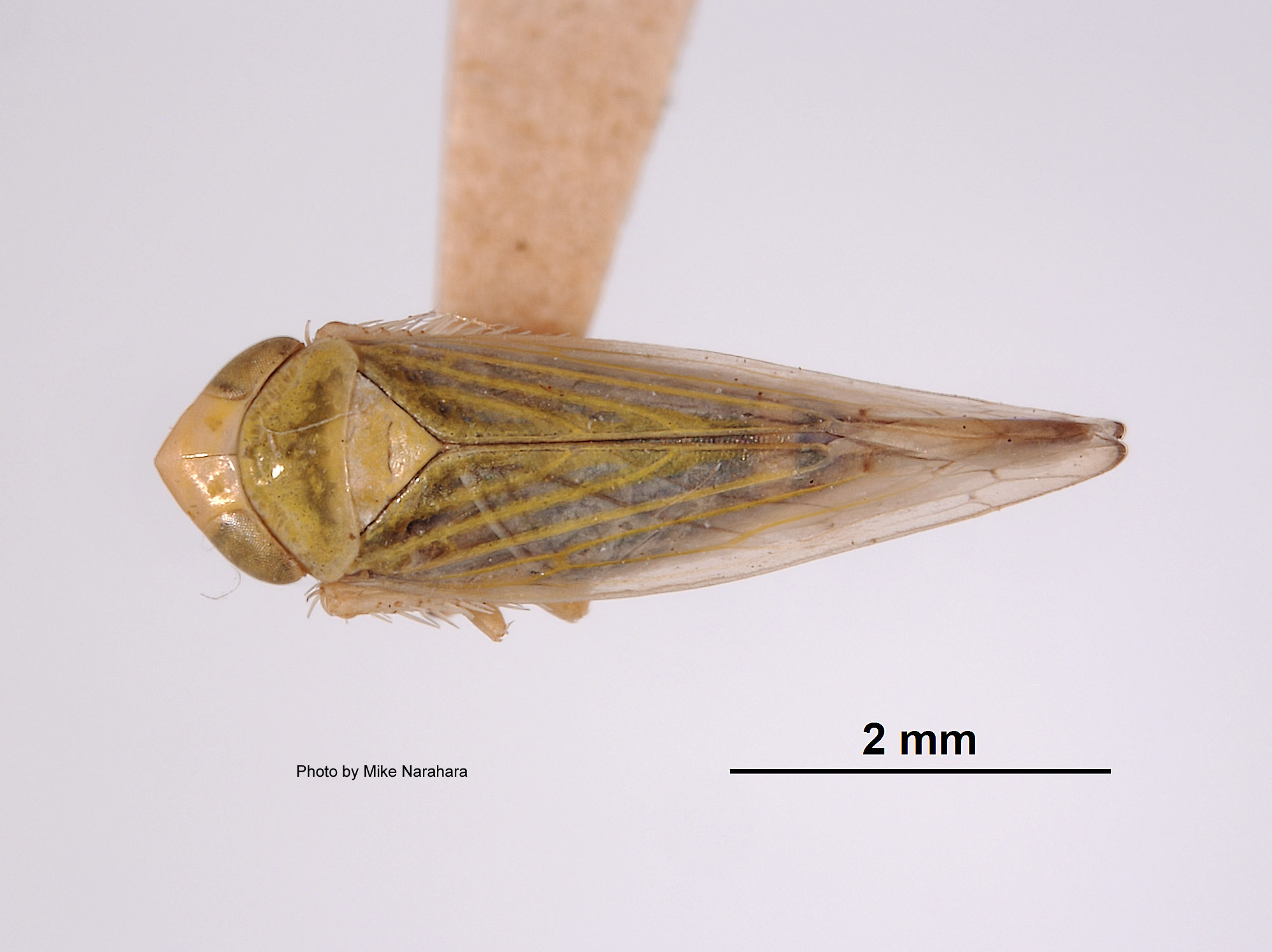 Thamnotettix commissus image