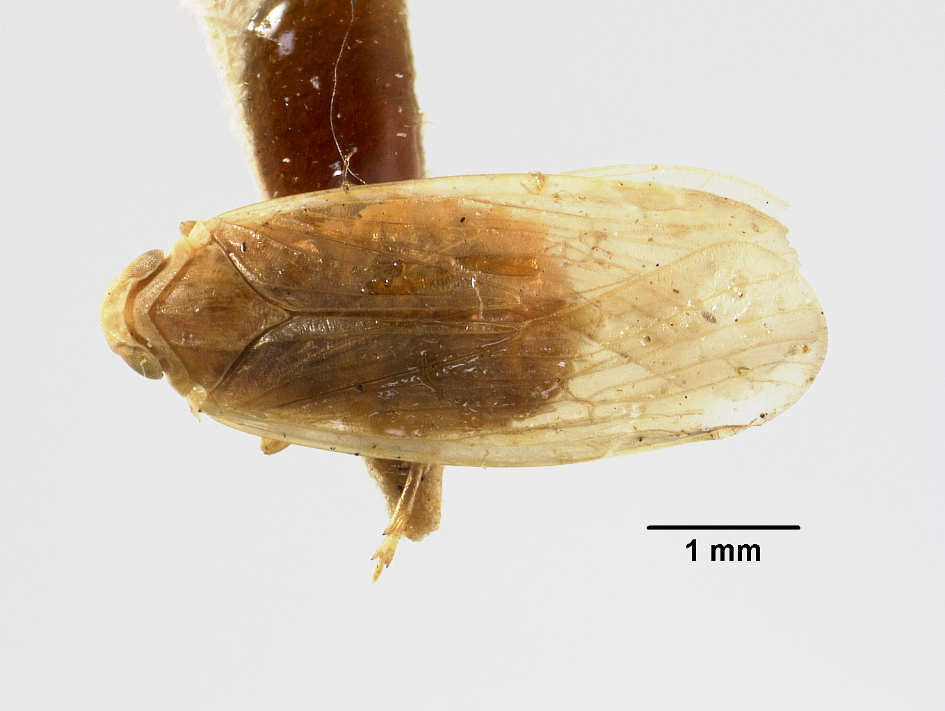 Catonia albicosta image