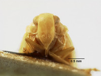 Catonia albicosta image