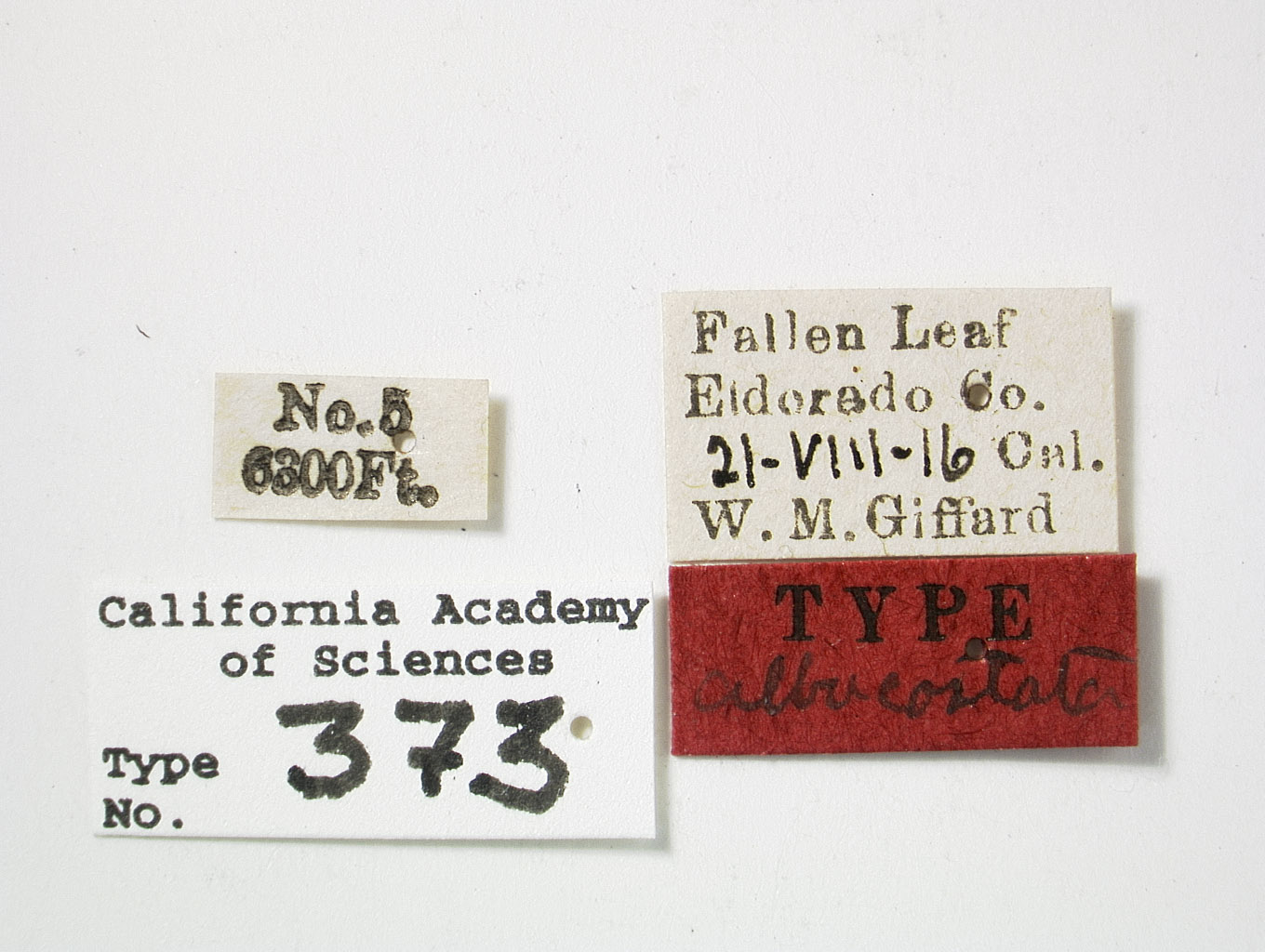 Catonia albicosta image