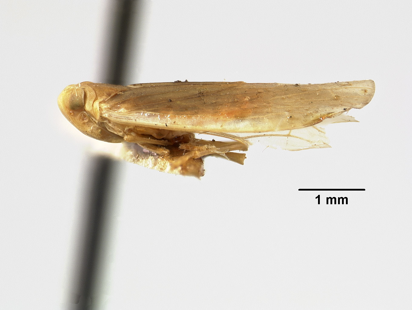 Catonia albicosta image