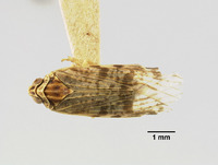 Catonia helenae image