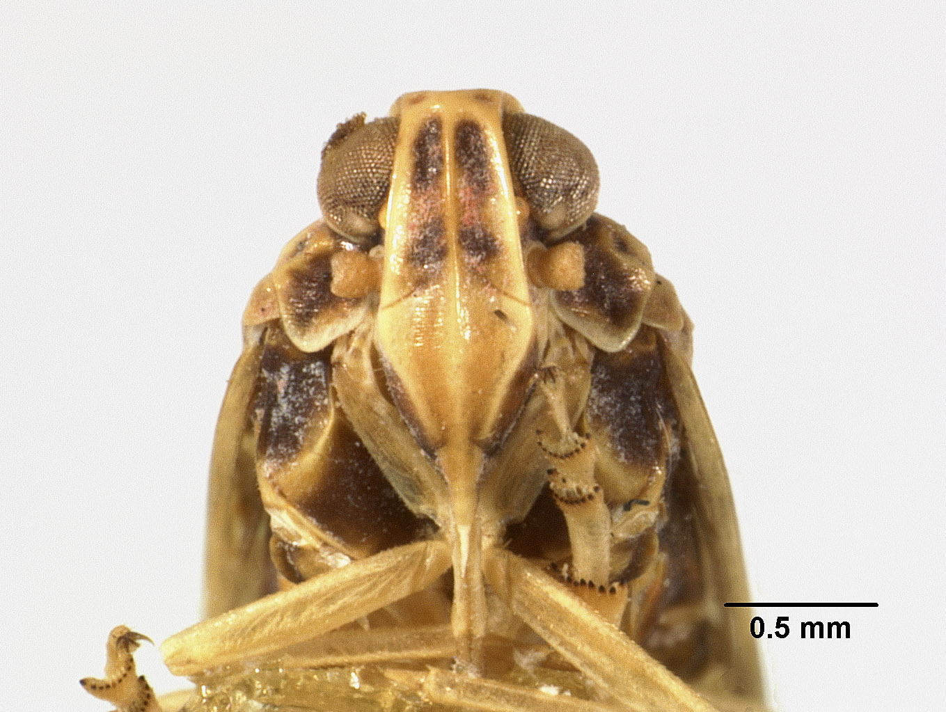 Catonia helenae image