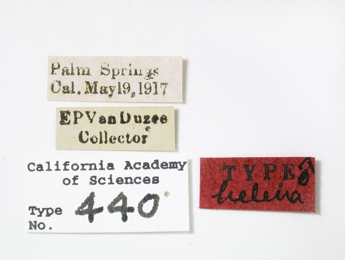 Catonia helenae image