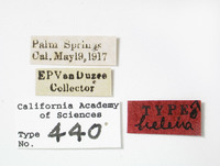 Catonia helenae image