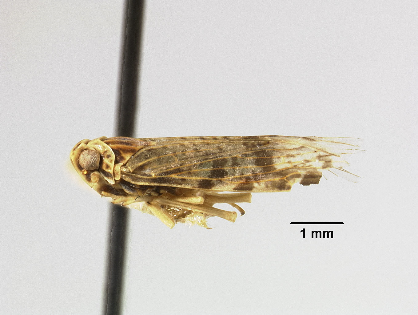 Catonia helenae image