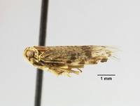Catonia helenae image