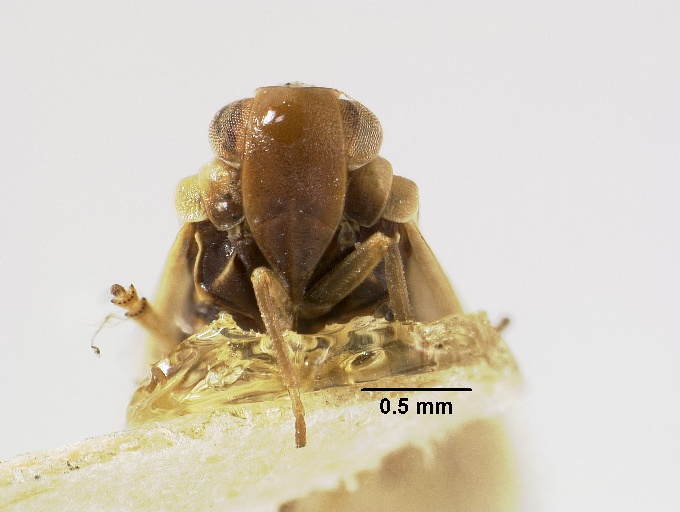 Catonia necopina image