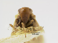 Catonia necopina image