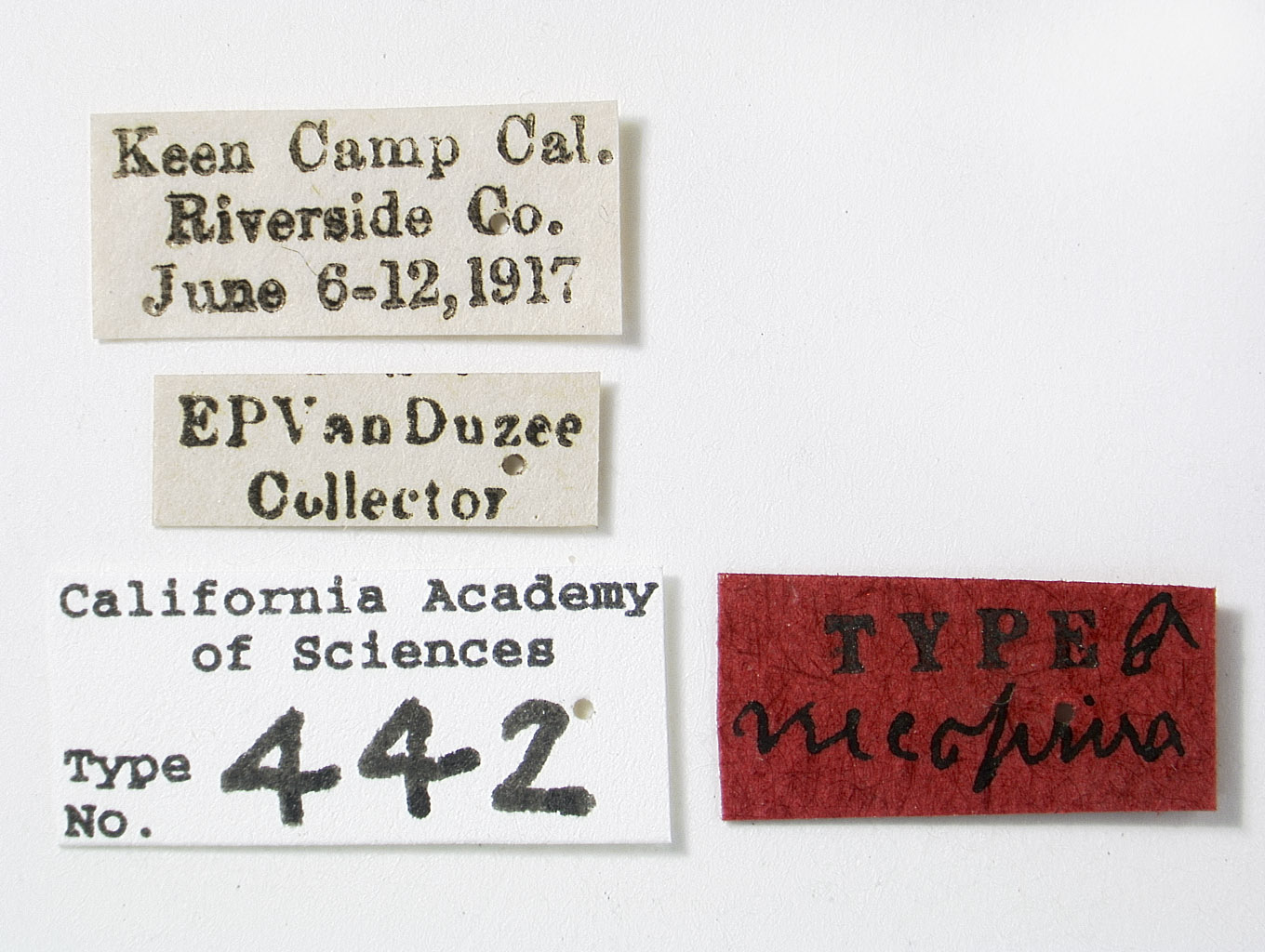 Catonia necopina image