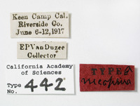 Catonia necopina image