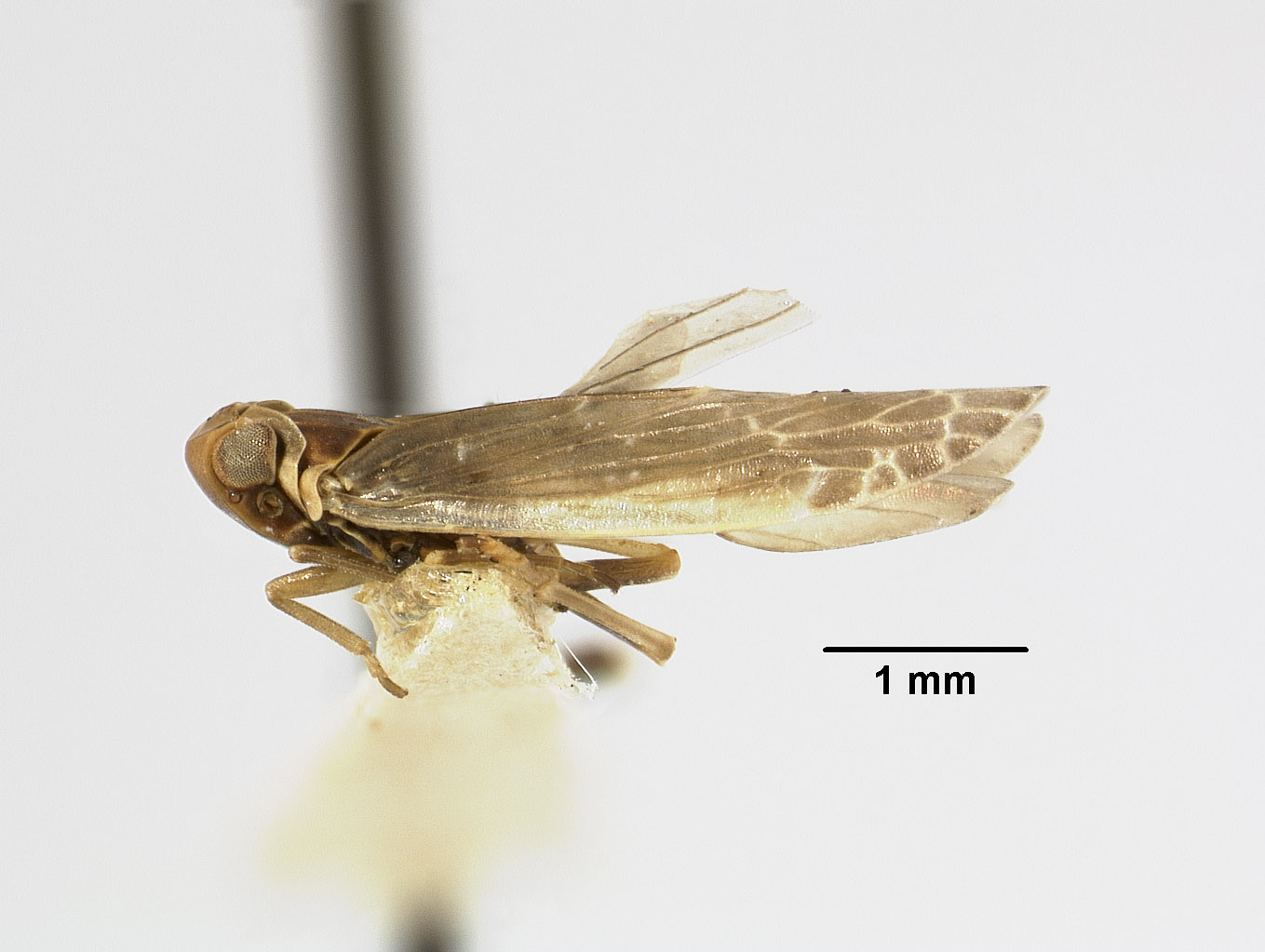 Catonia necopina image