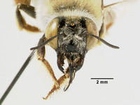 Centris vanduzeei image