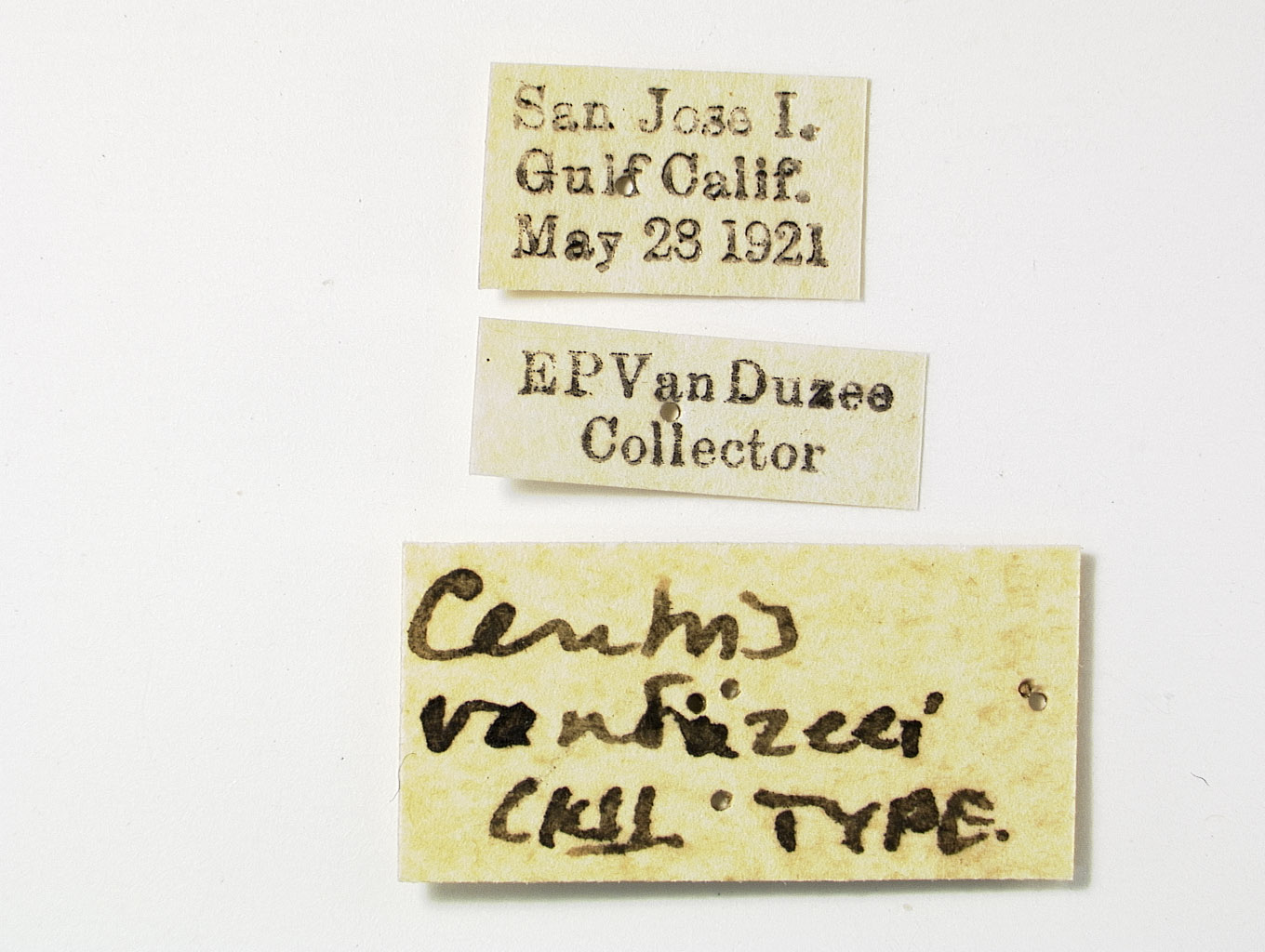 Centris vanduzeei image