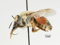 Centris vanduzeei image