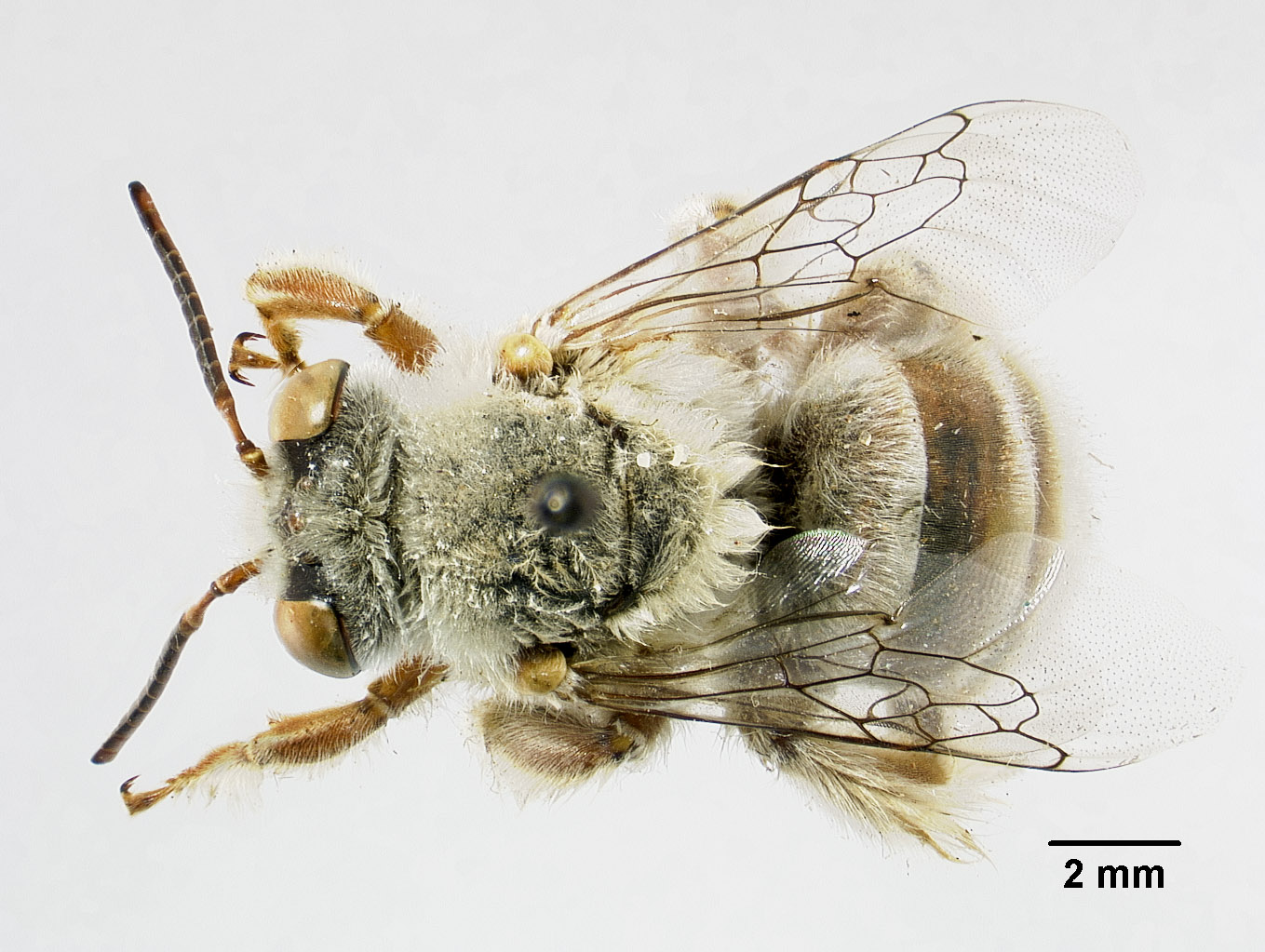 Centris rhodoleuca image