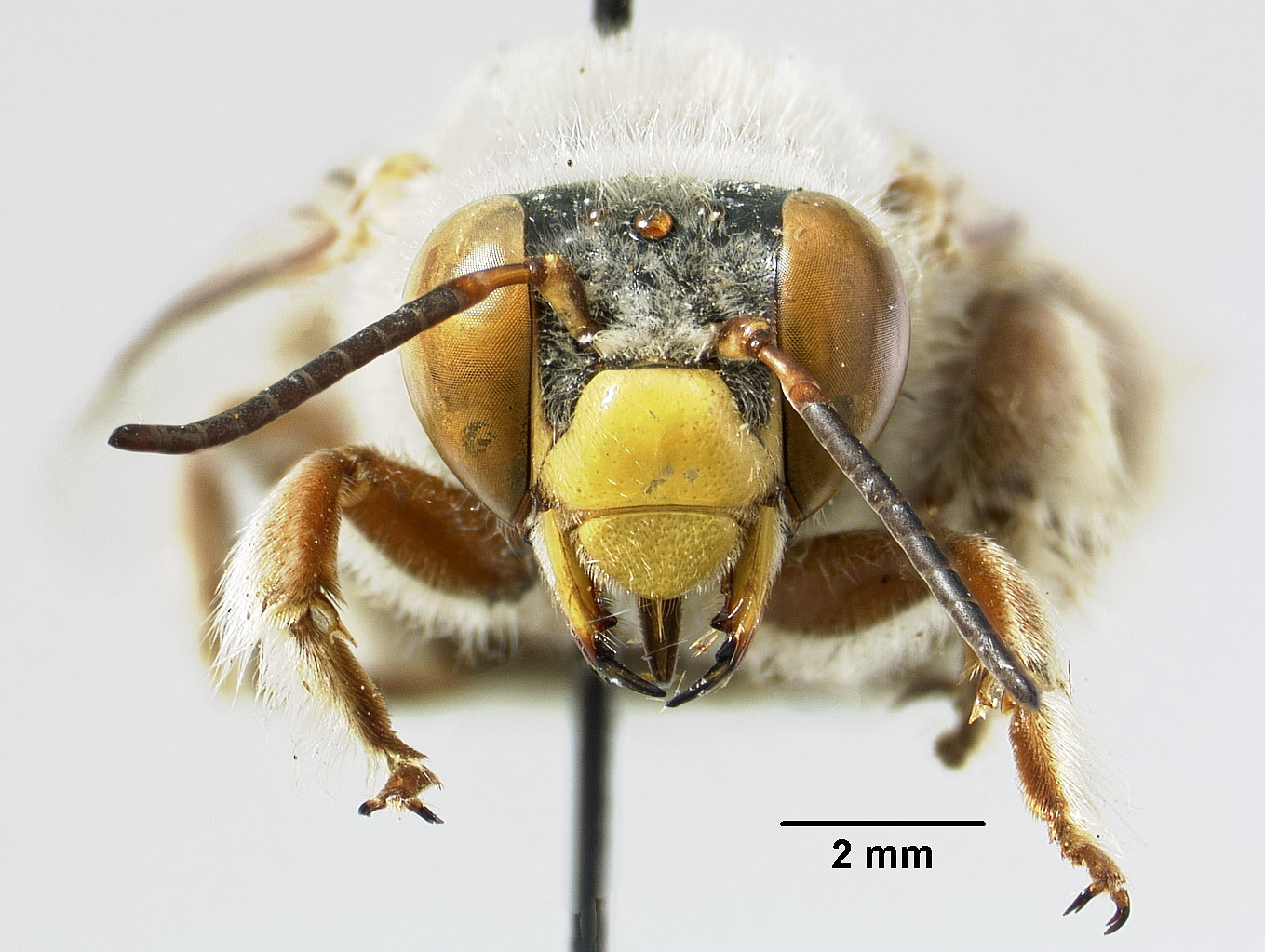 Centris rhodoleuca image