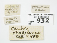 Centris rhodoleuca image