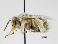 Centris rhodoleuca image