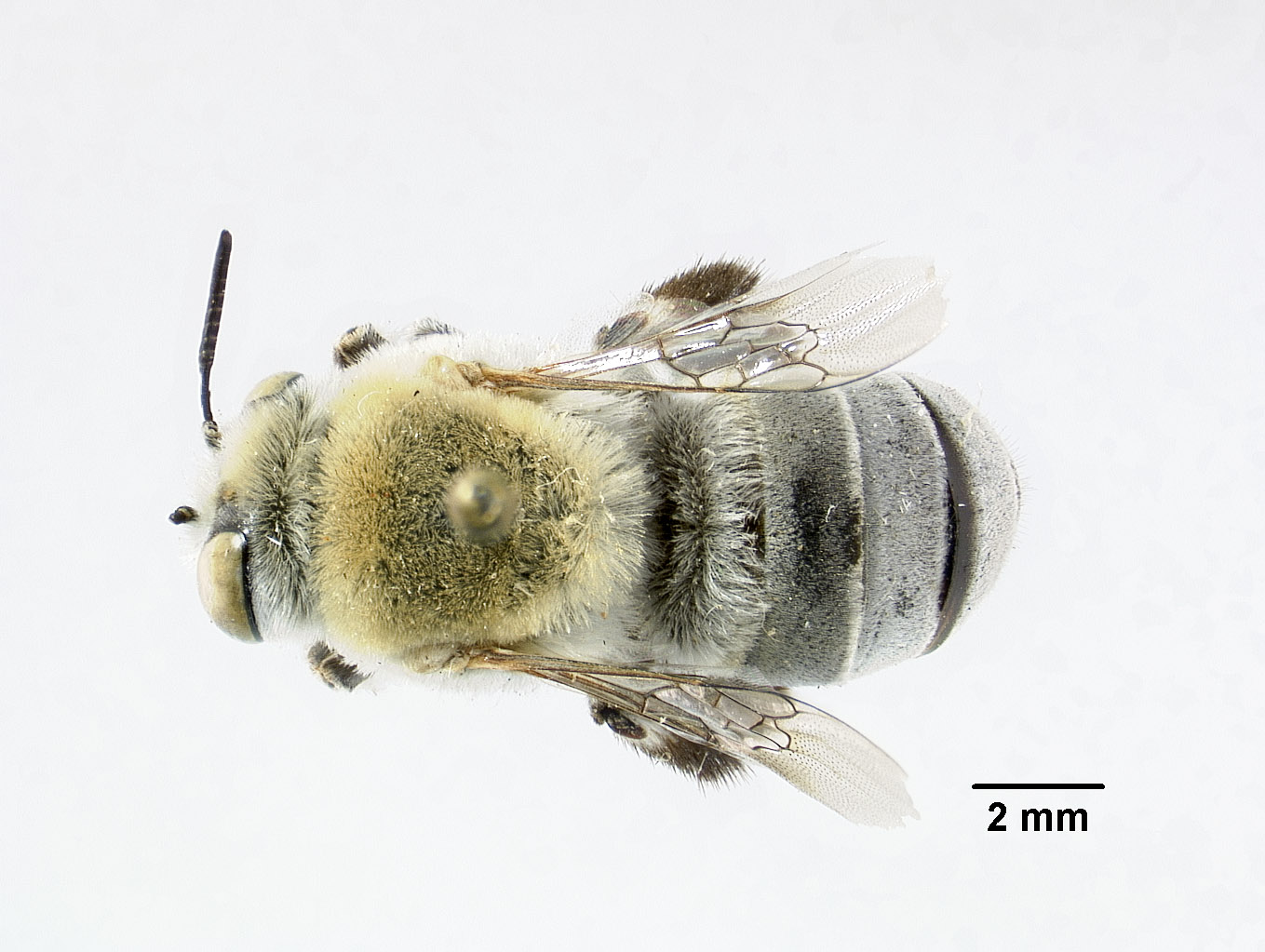Centris tiburonensis image