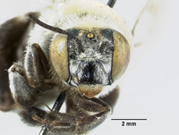 Centris tiburonensis image