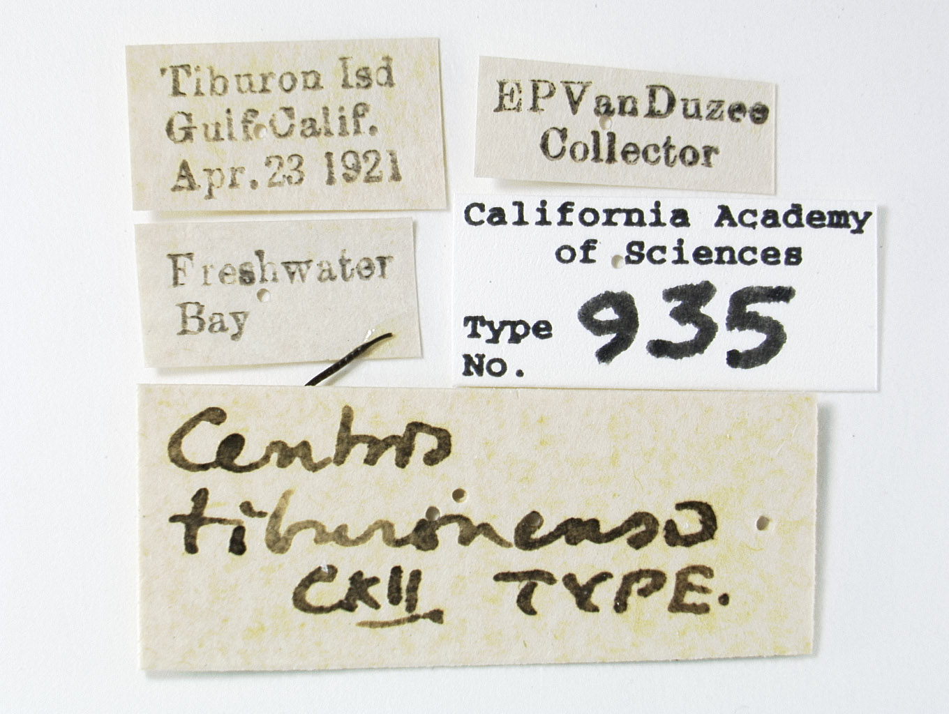 Centris tiburonensis image