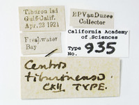 Centris tiburonensis image