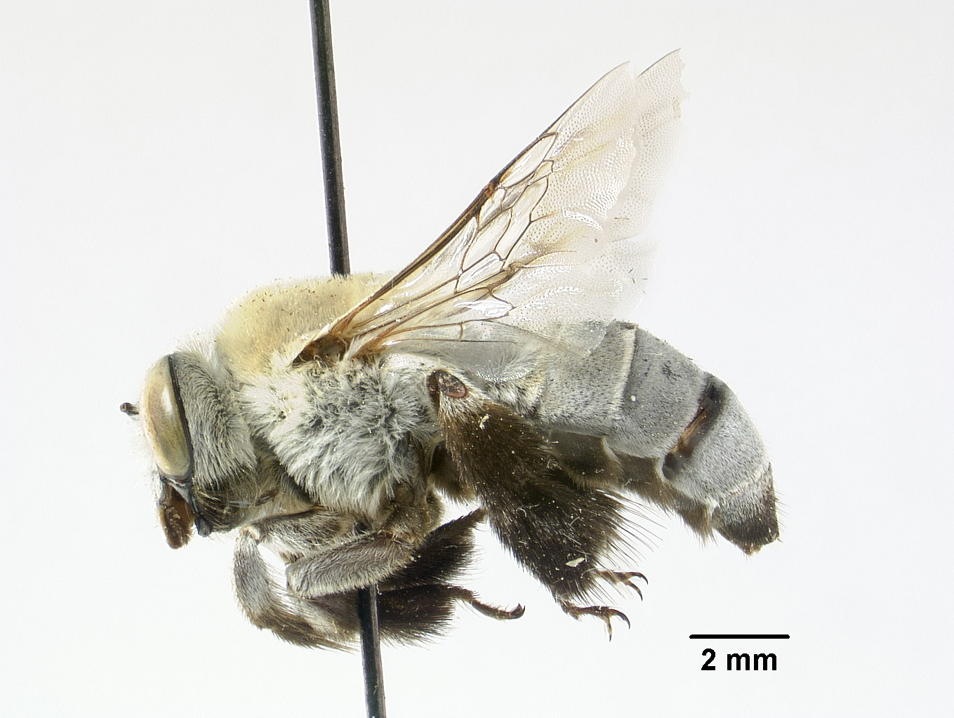 Centris tiburonensis image