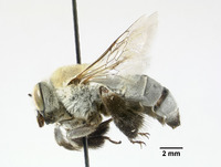 Centris tiburonensis image