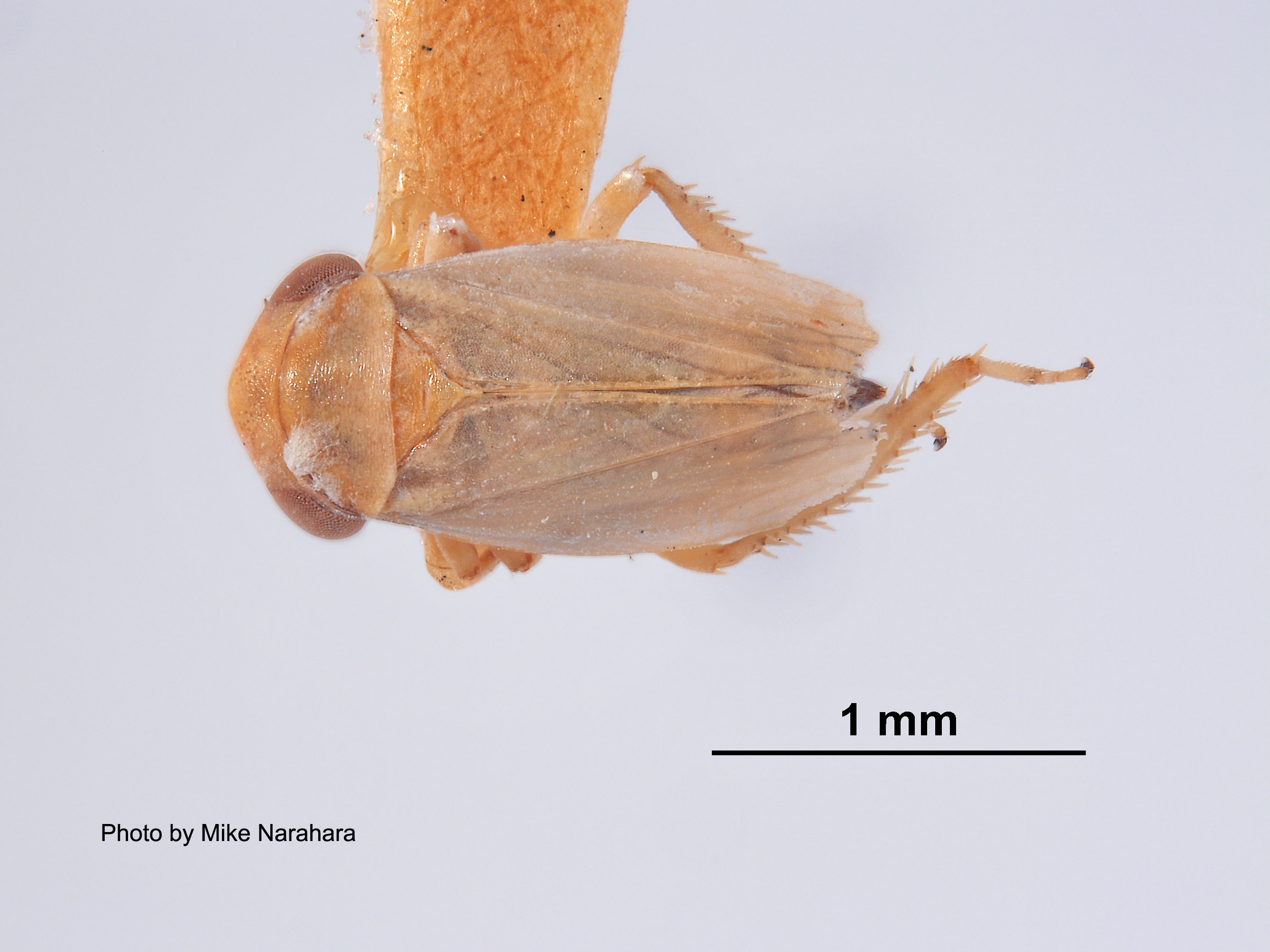 Agallia tergata image