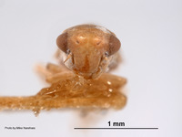 Agallia tergata image